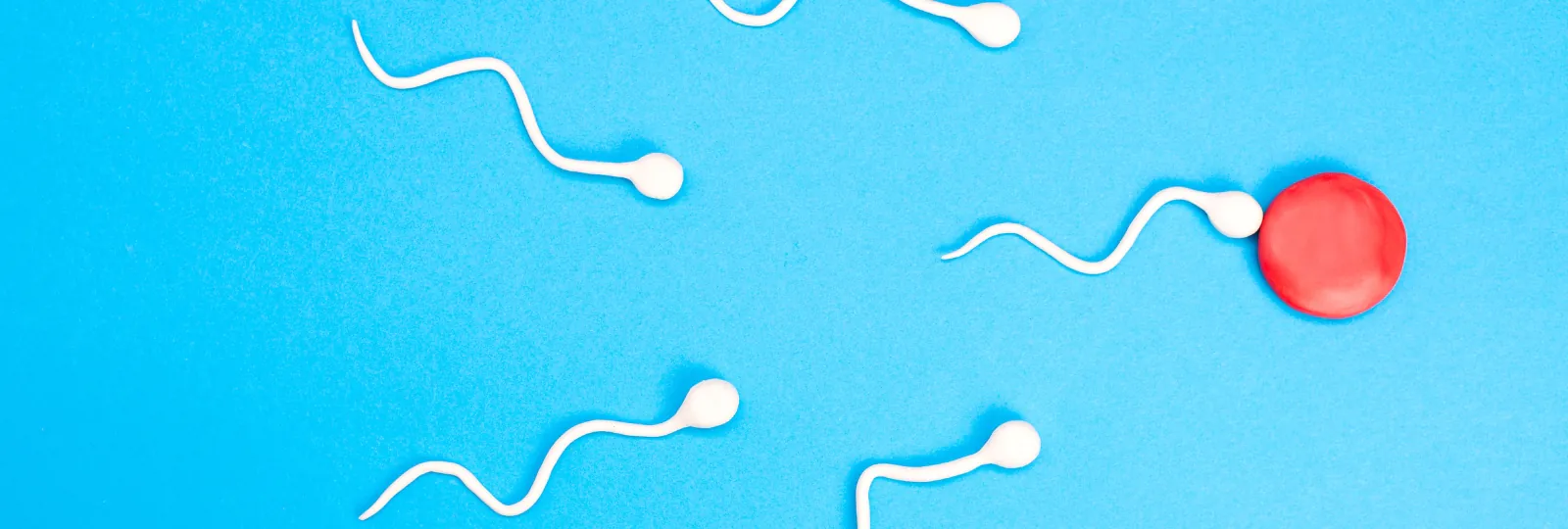 Sperm and Egg Fertility