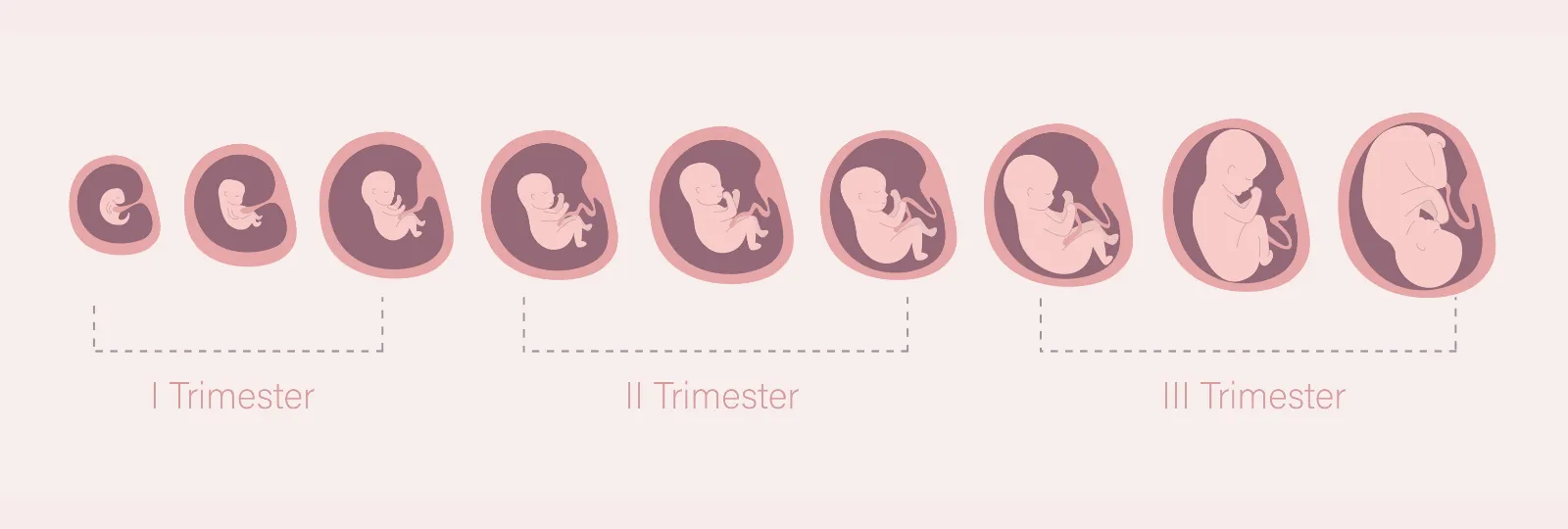 गर्भावस्था में शिशु का विकास: हफ्ते-दर-हफ्ते गाइड